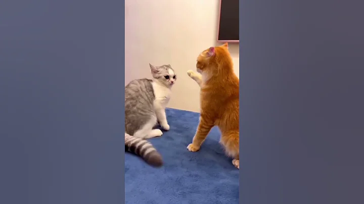 Watch the video about #CatVideo #FunnyCat #CuteCats #CatLovers #KittenVideo #CatsOfYouTube #FunnyAnimals #PetVideo #Ado...