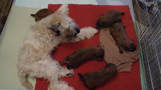 Fiona & her Wheaten Terrier pups at 5 Weeks by Doug Brown 97 views 3 years ago 2 minutes, 15 seconds