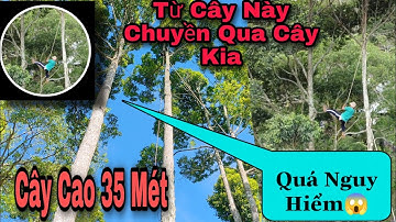 Ba Tùng Cắt Cây Sao Cao 35 Mét ở Núi Cô Tô - An Giang.
