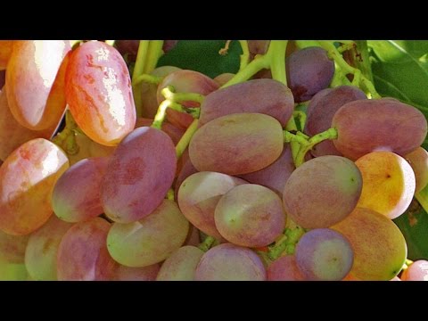 Grapes Victor - good grapes, review Yakushenko VE