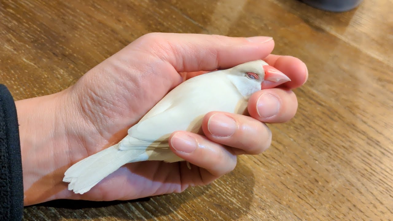 クリーム文鳥に全力で甘えられるとこうなります
