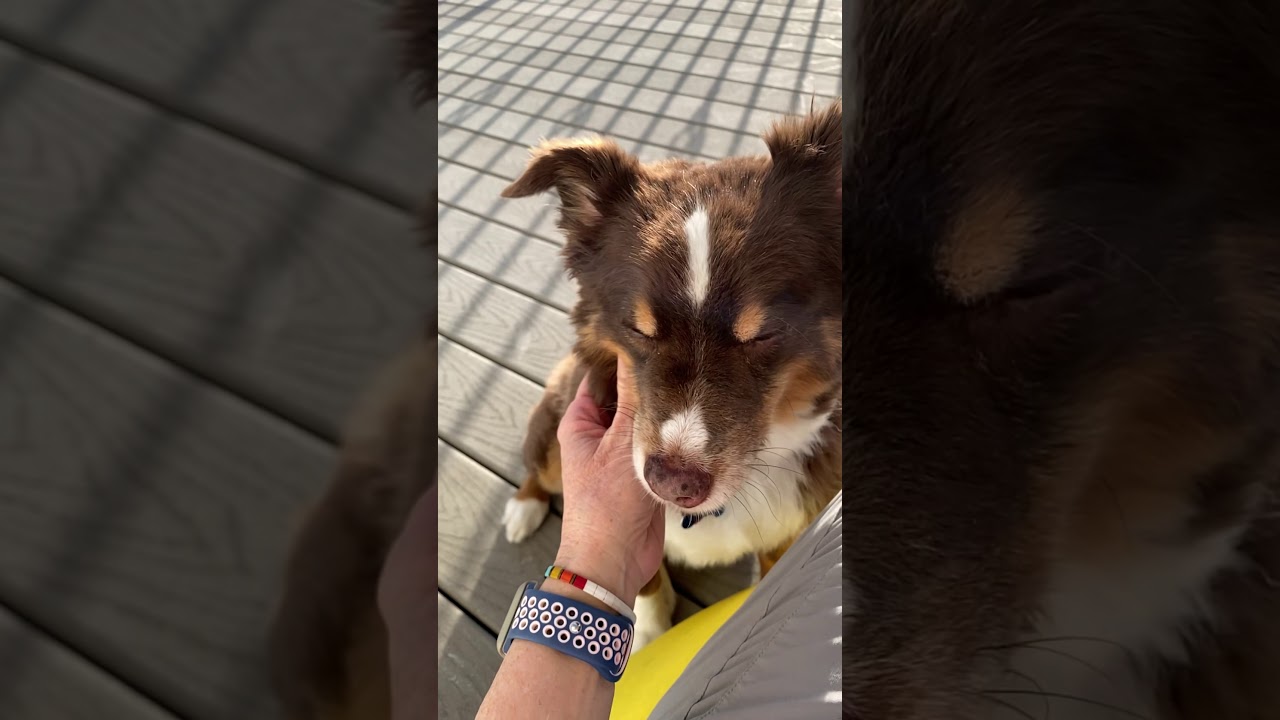 Dog’s tongue licking in slow motion