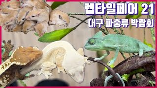 대구 렙타일페어 21 파충류 박람회 / 귀여운 피그미 다람쥐 / 크레입양중독 참기 쉽지않다