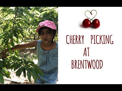 Cherry Picking at Brentwood
