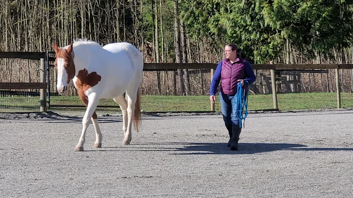 Natural Horsemanship #1