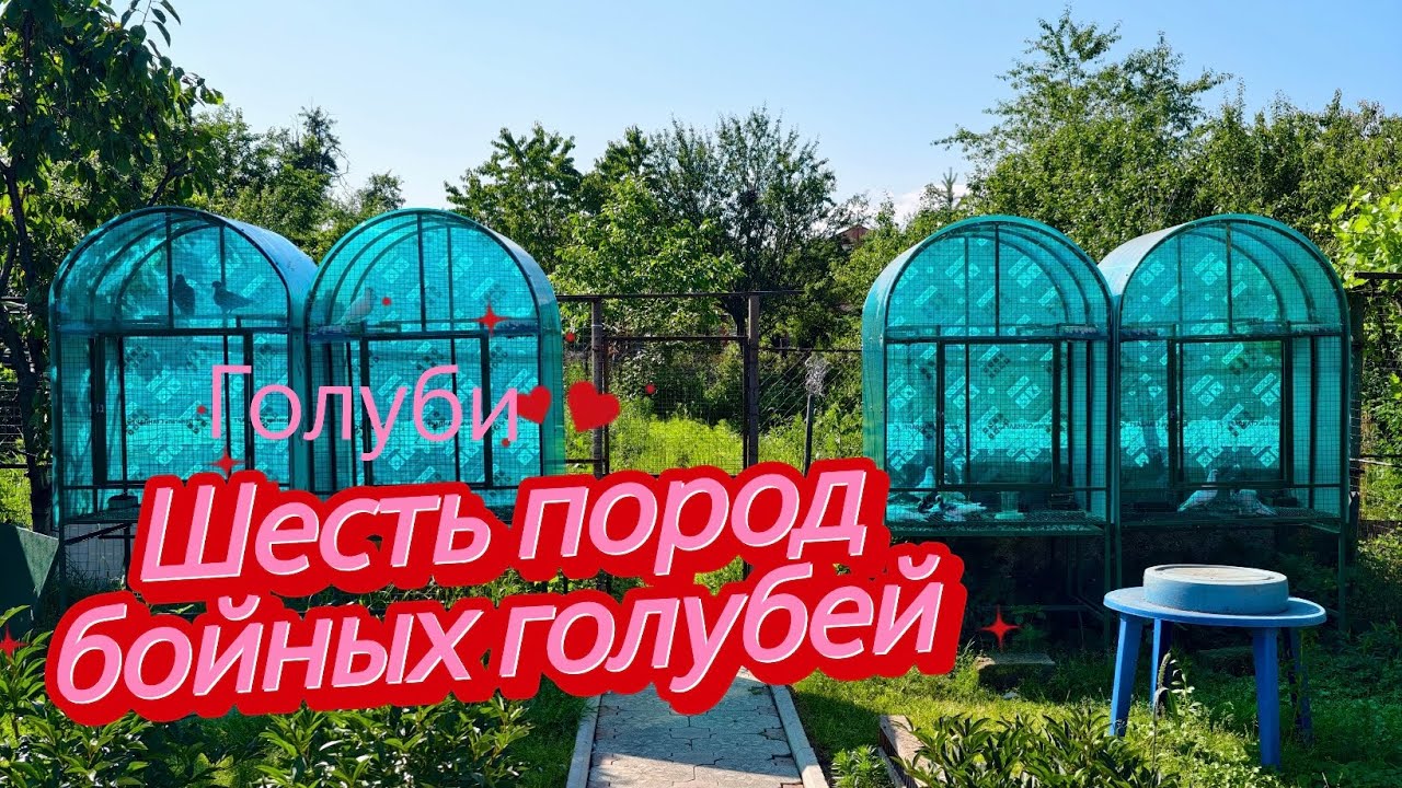 Несколько пород бойных голубей (В гостях)