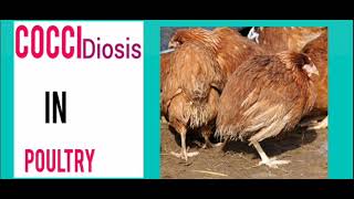 Indwara z'inkoko uko wazirinda// coccidiosis// veterinary field diseases #GEOSIV5