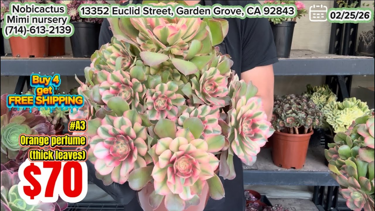 02/25 new shipment aeoniums - sen nhập khẩu mới về tại Mỹ. Size to, miễn phí ship (714.613.2139)