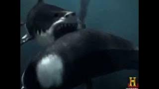 Jurassic fight-megalodon vs brygmophyseter