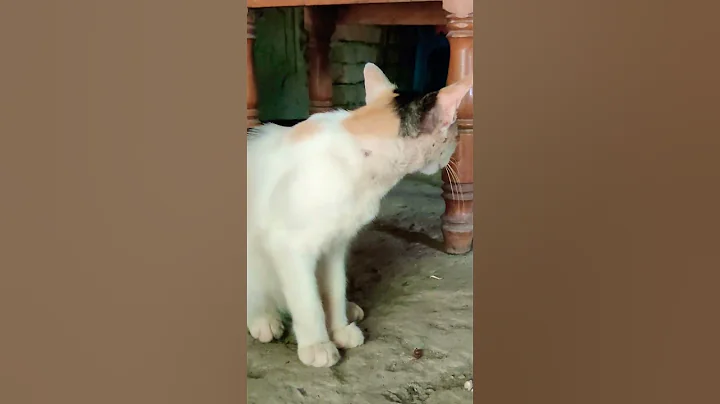 Video 11463381: meow cuteness cat lovers, meow funny cat lover, meowing cat game, lovely cats meowing, cat playing meow