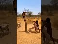 Why Tribes Never Kill Snakes Ever