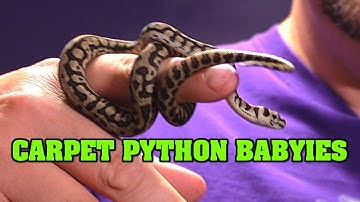 Tiny baby pythons!!  Setting up the hatchling baby carpet pythons!