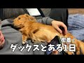 ミニチュアダックス1日ルーティン密着！