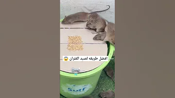طريقه جامده جدا لصيد الفئران أسعار الذهب اسعار الفراخ معلومات عامة السوق السوداء الدولار 