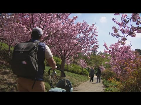 Video: San Franciscos Cherry Blossom Festival: Den komplette guide