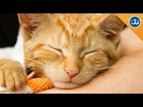 6 Ways to Save a Cat's Life