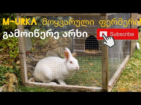 ბოცვერი \"ხუთშაბათას\" პირველი ბუდის ბაჭიები დაყრიდან მეორე დღეს! 30/05/2020