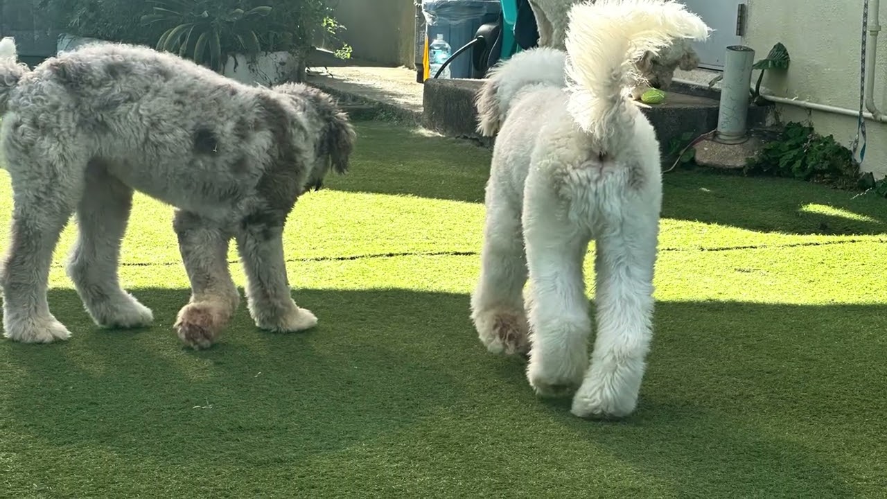 Happy dog                         2026年1月14日