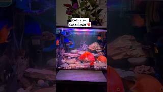 Hey Aqua Decoders!! Aquaponic setup for parrot fishes.. clean water - healthy fishes .. such cuties