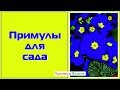 Примулы для сада. Какие из них самые зимостойкие? 15 основных видов