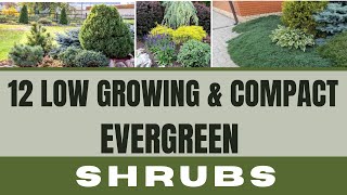 12 Low Growing \& Compact Evergreen SHRUBS | All Season Shrubs for Low Maintenance Landscaping