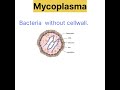 Mycoplasma #bacteria  #uptgt #class11biologyncert
