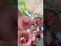 #adoreble #babymonkey #adorably #babyprimate #cute #babyanimal #animals #cuteanimal #funny #cutepet