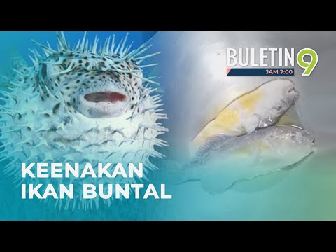 Penduduk Spaoh Mahir Memproses Ikan Buntal