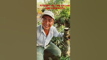 Xử lý phôi cây Tùng đài Loan -Hoa kiểng Cái Mơn, Chợ Lách- Ngọc Ngân Bến Tre 0386569374