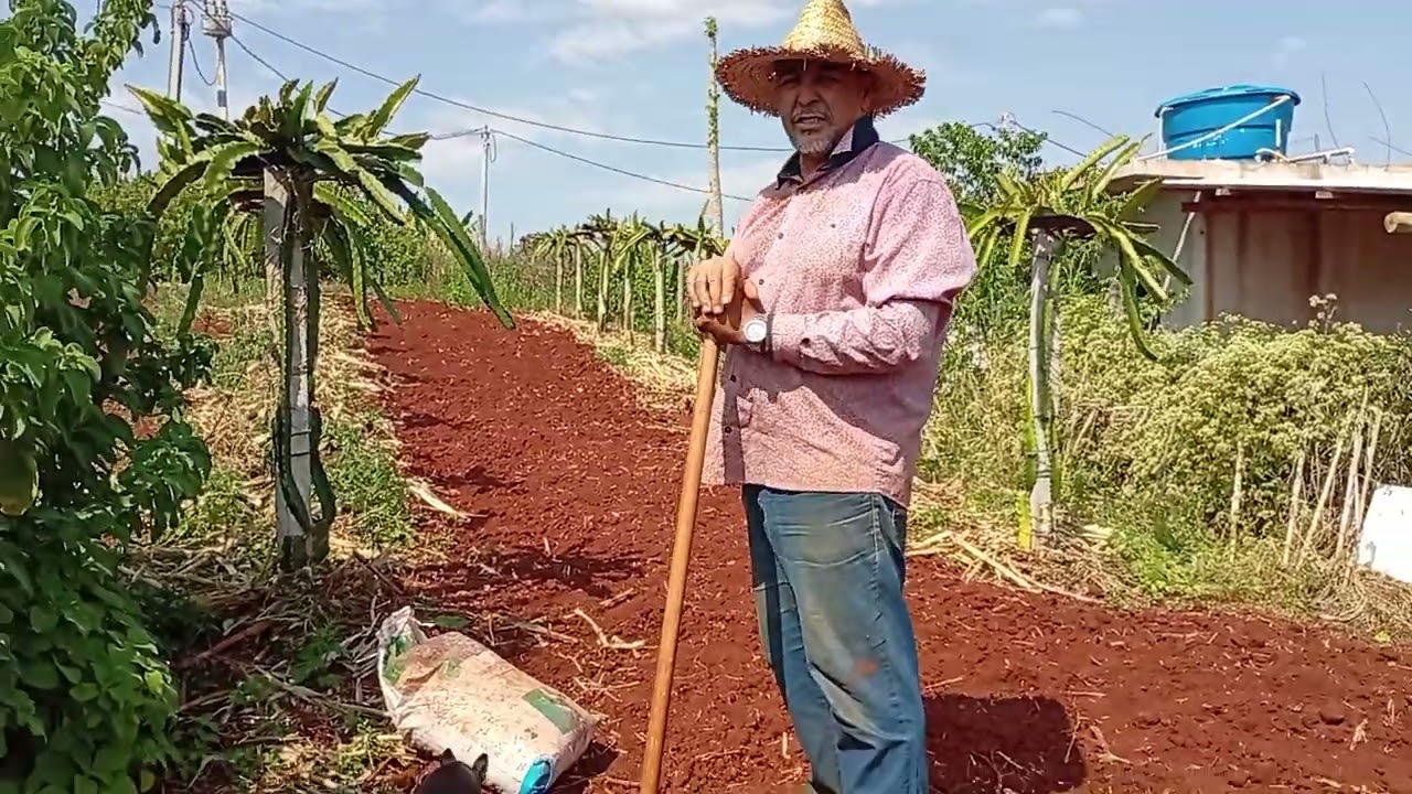 LOGO LOGO MAIS UMA SAFRA DE PITAYAS...