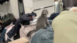 20260502 Family cat meets another family dog first time
