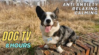 Calming Music for Dogs 🐾 Anti-Anxiety Dog TV Video 🎹 The Ultimate Relaxing Video for Dogs 🐶 Dog TV