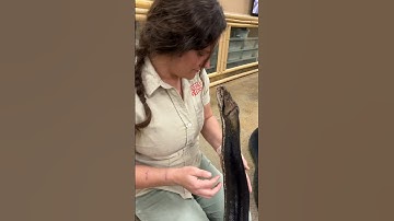 Face to Face with a GIANT PYTHON😳