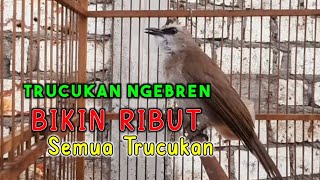 Trucuk ngebren bikin ribut trucuk manapun dijamin langsung nyaut ribut