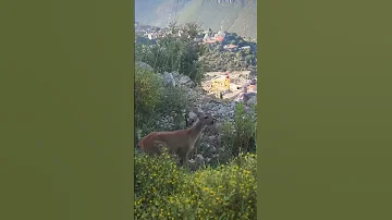 غزال بري في سورية مشهد نادر Wild Gazelle In Syria Rare Sight 