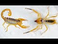 避日蛛 VS 毒蠍子，看看誰更強大？Camel spider VS poisonous scorpion