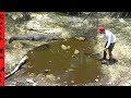 1000s of FISH TRAPPED in EVERGLADES DRY Season MUD PUDDLES!