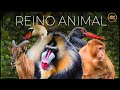Reino Animal: Vida Salvaje - Episodio 1 🐾