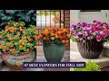 47 best flowers for full sun  heat tolerant flowers for containers flowers flower container