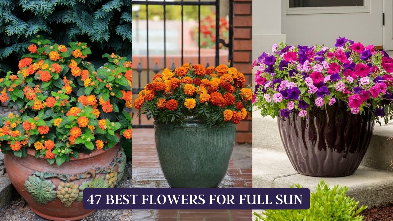 47 Best Flowers for Full Sun | Heat Tolerant Flowers for Containers # ...