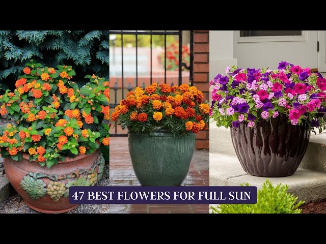 47 Best Flowers for Full Sun | Heat Tolerant Flowers for Containers #flowers #flower #container class=