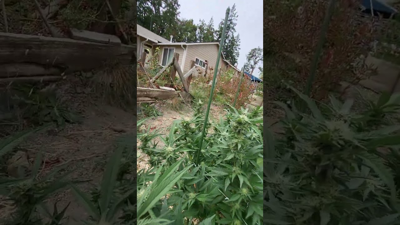 September 19th, 2023                French Macaron THSeeds-A'Dam