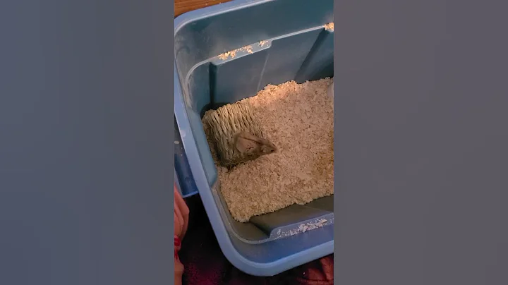 jumping hamster