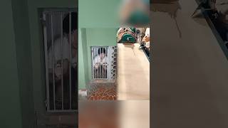 Bicho Papão Minissérie