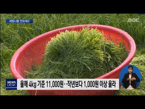입맛 돋우는 &amp;#39;세발나물&amp;#39; 맛보세요[목포MBC뉴스데스크]