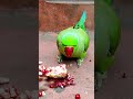 parrot eating fruit 🍑🍑🍑 #parrot #eating #talkingparot #ytshorts #shorts