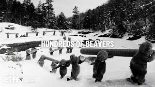SIFF Cinema Trailer: Hundreds of Beavers