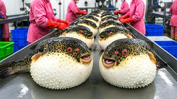 Deadly Pufferfish! How Korean Fishermen Catch and Process Hundreds of Tons Each Year