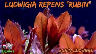 Die Rubin-Ludwigie - Ludwigia repens Rubin | ADVENTdicted! Adventskalender | Türchen 9