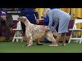 Setters (English) | Breed Judging 2020